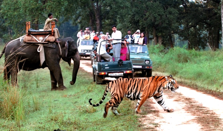 Safari Rundreise durch Indiens beeindruckende Wildnis
