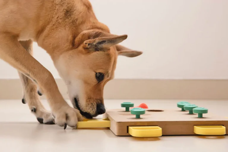 Die besten Ideen für Hundespielzeug Intelligenz und Denkspiele
