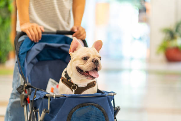 Die wichtigsten Kriterien beim Kauf von Hundefutter