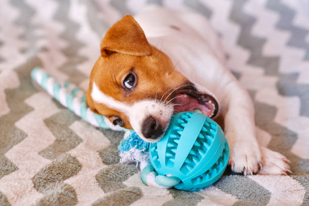 Langlebiges Hundespielzeug: Tipps für eine passende Auswahl